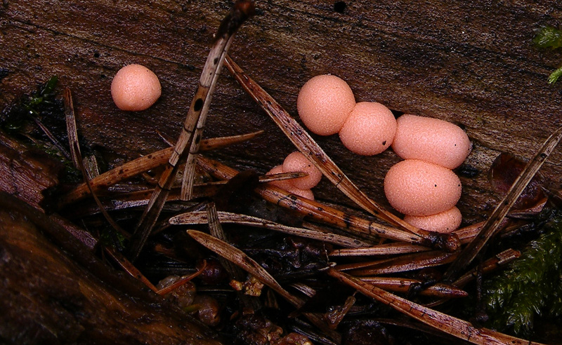 Ordine Liceales-Famiglia Tubiferaceae-Reticulariaceae